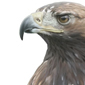 guila real \ Golden eagle