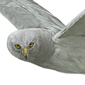 Aguilucho plido \ Hen harrier