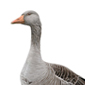 nsar comn / Greylag goose