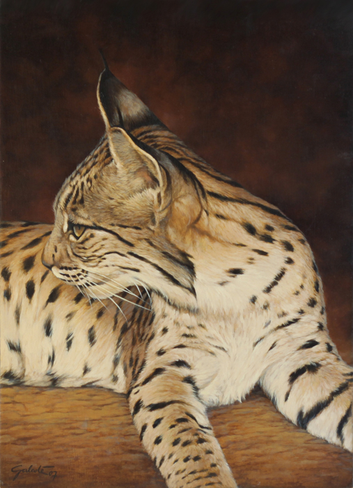 Retrato de aura (Lince ibrico)