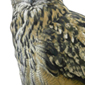 Bho real / Eagle owl