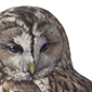 Crabo / Tawny owl