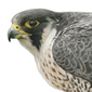 Halcn peregrino \ Peregrine 