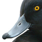 Porrn moudo / Tufted duck