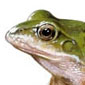 Rana comn \ Common frog